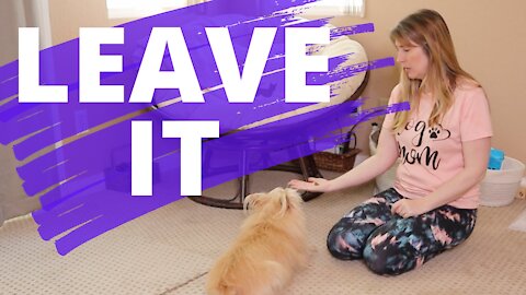 Teach Your Dog To Leave It - Positive Reinforcement Dog Training - Beginner Dog Training Series