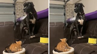 Huge dog cornered by two tiny little kittens