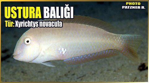 Ustura Balığı Hakkında Bilgi | Xyrichtys novacula | Akdeniz Balıkları