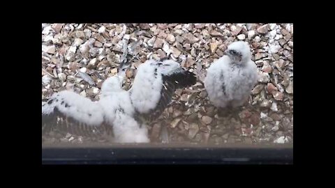 Peregrine Falcon Chick Shows Wings to Sibling - Sibling Gives the "Whatever Look"