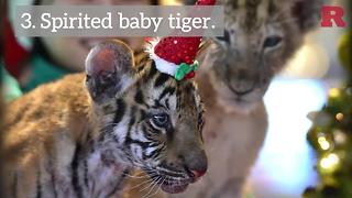 5 Animals That Are Ready For Christmas | Rare Animals