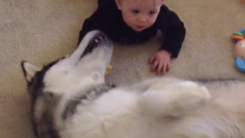All dog wants is a belly rub, and all baby wants is to crawl