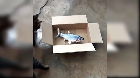 There is a fake fish in the box. Let's see how the cat reacts