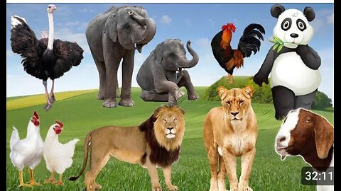 Wild Animal Sounds Around Us: Panda, Lion, Ostrich, Elephant, Goat, Rooster,... | Animal Moments