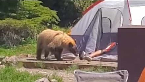 Un ours curieux vient sentir les pieds d'un campeur endormi