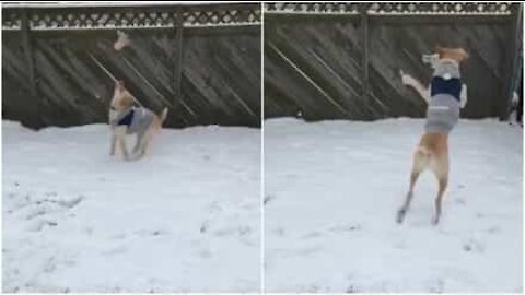 Koira ei suostu pysymään sisällä lumisateella vaan leikkii pihalla – vaikka yksin!