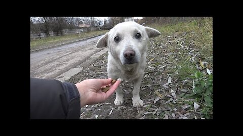 Rescue of a Scared Homeless Dog with a Broken Heart :'(