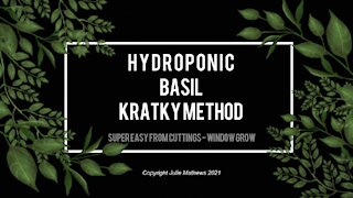 Super Easy Hydroponic Basil Kratky Method