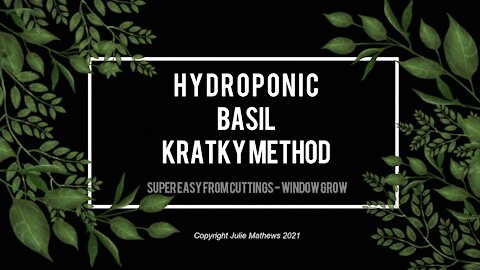 Super Easy Hydroponic Basil Kratky Method
