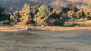 Bull Elk herding cows