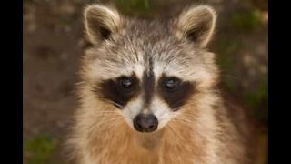 Family finds raccoon sleeping in cardboard box