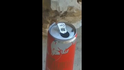 HIDDEN LIZARD CATCHES A FLY ON A CAN