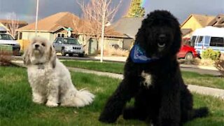 Dog ignores training rules and eats friend's snack