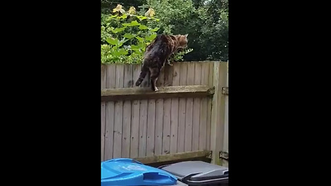 Cat awkwardly tries to scale backyard fence