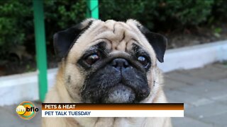 Pet Talk - Pet and the heat