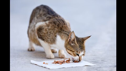 Cat Nutrition