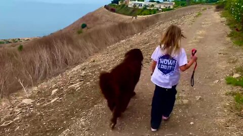 Little girls walks with her bestie - a giant Newfoundland