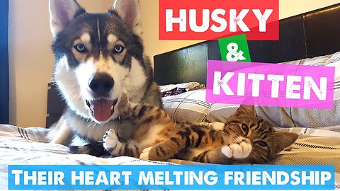 Anxious husky finds companionship in tiny kitten