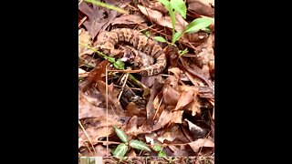 A very scary encounter with as aggressive copperhead snake