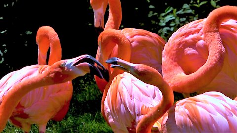One flamingo honks, comical full scale squabble follows
