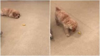 Un chiot curieux joue avec un citron