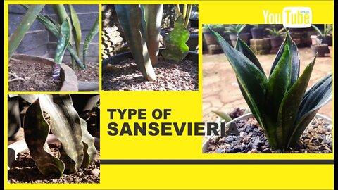 types of sansevieria
