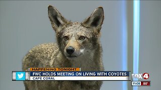 Cape Coral holds meeting on Coyote safety