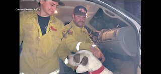 California firefighters rescue a dog in Redding