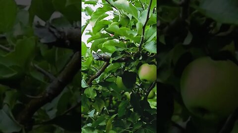 buah apel hijau segar | manfaat apel hijau | green apple fresh #shorts