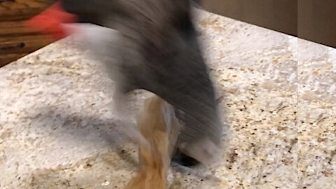 Parrot face-plants while playing with toy