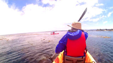 Kayaking on Monterey Bay - Aquarium #Shorts