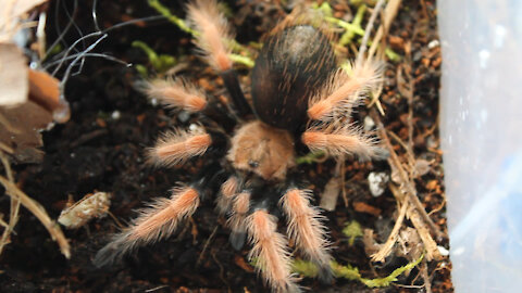 Rehousing Tarantulas