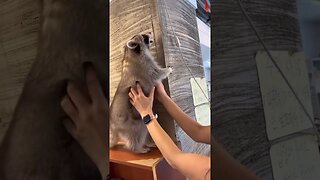 Raccoon Endeavors to climb couch