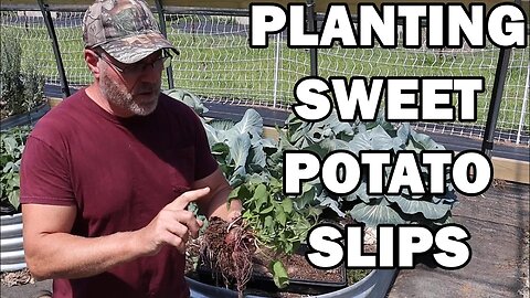 How to grow and plant sweet potatoes slips