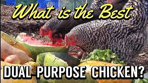 Dominique Chicken: America's OLDEST BREED!