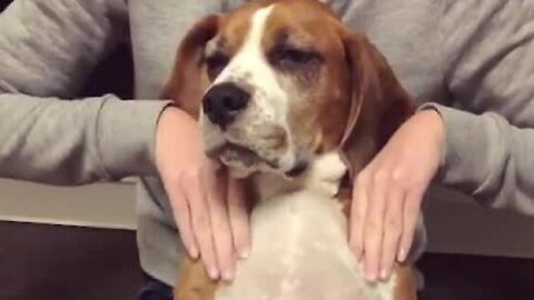Relaxed beagle loves getting professional massage