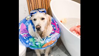 Golden Retriever is ready to snorkel during baby bath time
