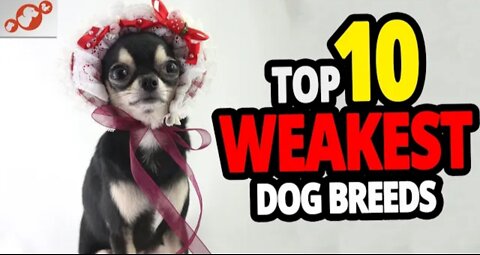 Weakest Dogs - TOP 10 Weakest Dog Breeds In The World!