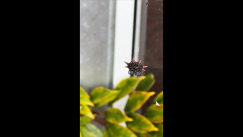 Spiny Orb-Weaver Spider!