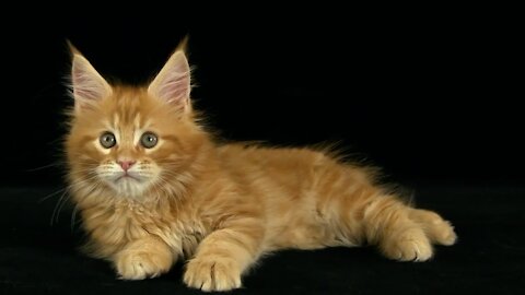 Maine Coon kitten 8 weeks old.