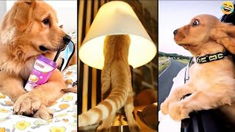 Funny ANIMALS videos 😅 Funniest CATS 😺 and DOGS 🐶 Funny Videos