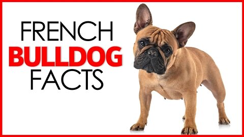 FRENCH BULLDOG FACTS | FRENCH BULLDOG ESSENTIALS | FRENCH BULLDOG FARTS | FRENCH BULLDOG GROWLING