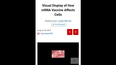 Visual Display of How mRNA Vaccine Affects Cells