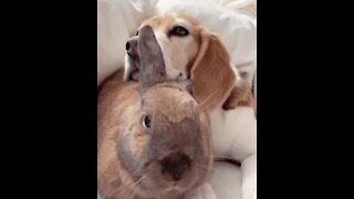 Dog and bunny best friends adorably cuddle with each other