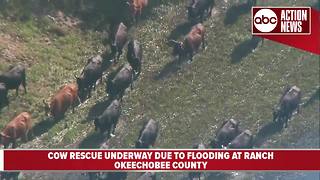 Cow rescue underway due to flooding at ranch in Okeechobee County