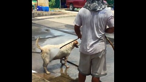 Dog Gets A Much Needed Hosing Down!