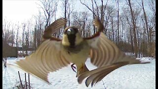 English Sparrow