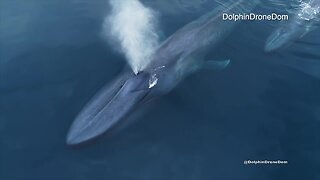 Video: Blue whale and calf off San Diego coast
