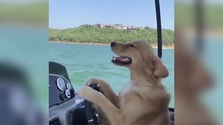 Candid video of Oklahoma dog turns into viral surprise