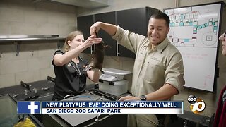 San Diego Safari Park's new platypus 'eve' doing well